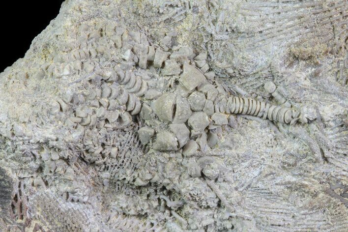 Fossil Crinoid (Fifeocrinus) in Rock - Alabama #69058